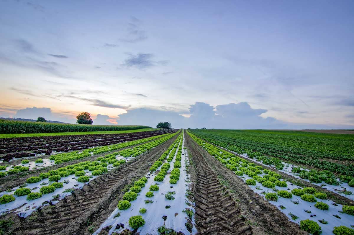 Read more about the article Farmer are not getting adequate fertilizers, degrades crop quality